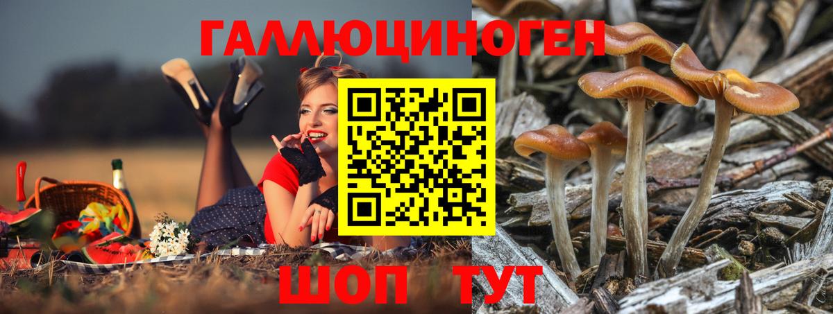 Псилоцибиновые грибы Psilocybe Гусиноозёрск